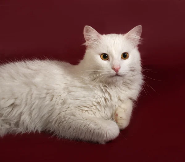 Vita fluffiga katt liggande på Bourgogne — Stockfoto