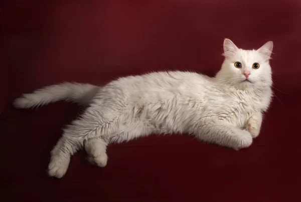 Белый пушистый кот лежит на бордовом — стоковое фото