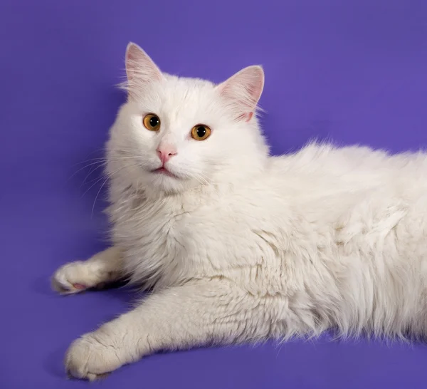 Weiße flauschige Katze liegt auf Flieder — Stockfoto
