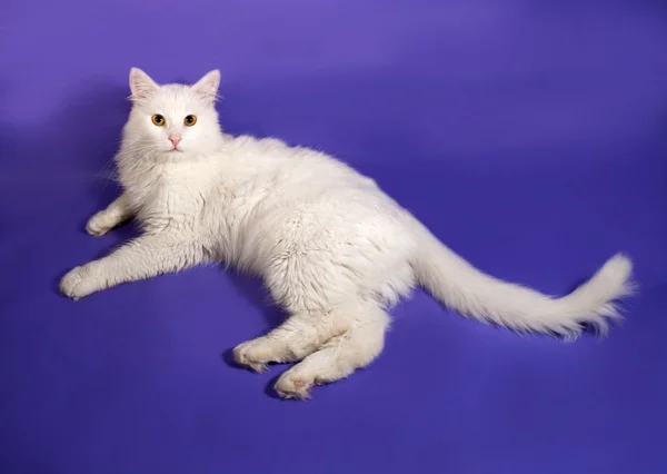 Weiße flauschige Katze liegt auf Flieder — Stockfoto