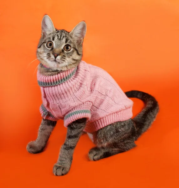 Striped kitten in pink sweater sitting on orange — Stock Photo, Image