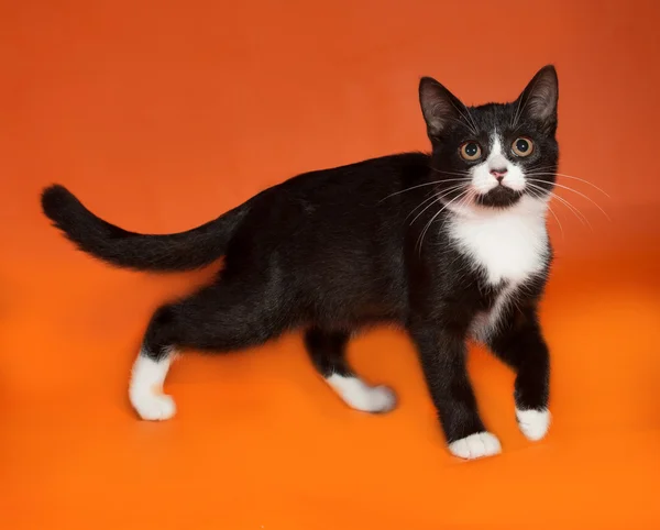 Gatinho preto e branco sentado na laranja — Fotografia de Stock