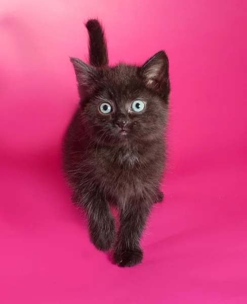Schwarzes flauschiges Kätzchen steht auf rosa — Stockfoto