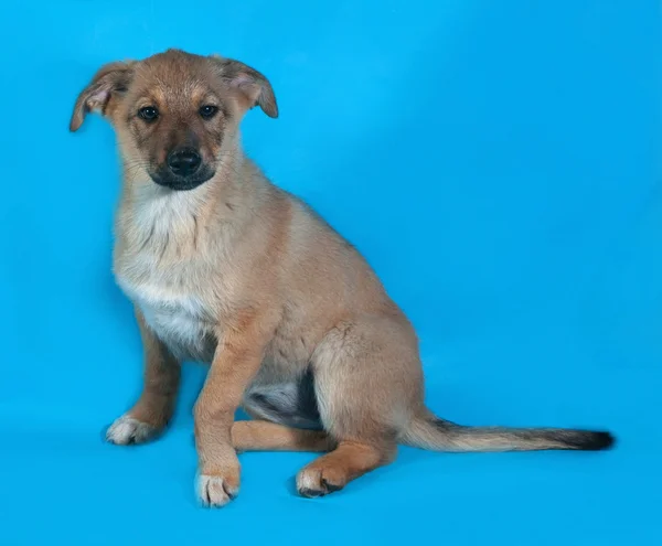 Cachorro amarillo sentado en azul — Foto de Stock