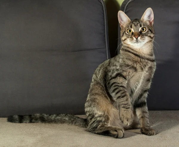 Tabby kitten sitting on couch — Stock Photo, Image
