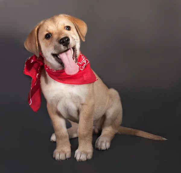 Little yellow puppy in red bandana sitting on gray — Stock Photo, Image