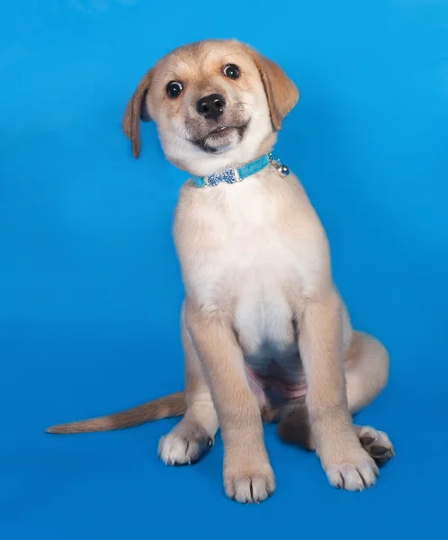 Pequeño cachorro amarillo en cuello azul sentado en azul — Foto de Stock