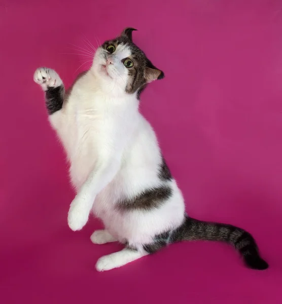 Vit med fläckar fett katt sitter på pink — Stockfoto