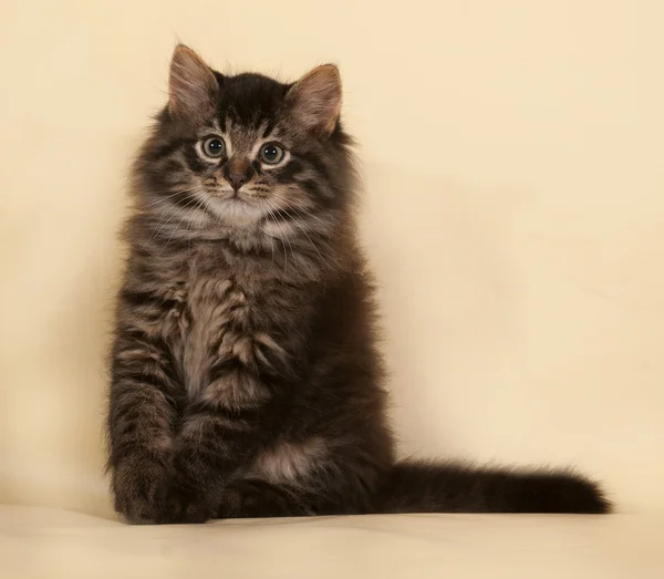 Fluffy pequeno gatinho listrado sentado no amarelo — Fotografia de Stock