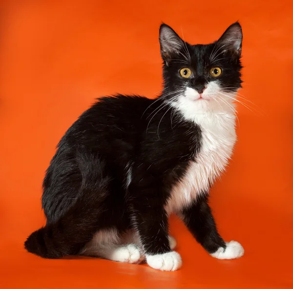 Gatito blanco y negro sentado en naranja — Foto de Stock