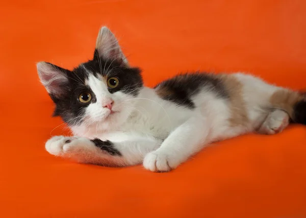 Триколор пушистый котенок лежит на апельсине — стоковое фото