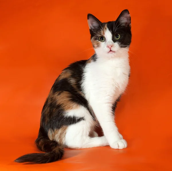 Tricolor flauschiges Kätzchen sitzt auf orange — Stockfoto
