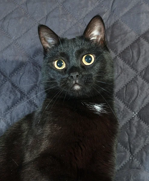 Gato negro sentado sobre colcha acolchada — Foto de Stock