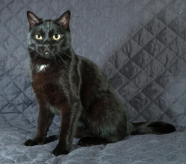 Chat noir assis sur un couvre-lit matelassé — Photo