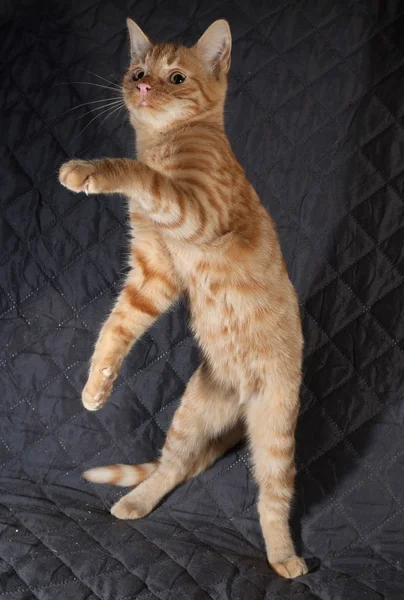 Gember kitten springen op gewatteerde bedspread — Stockfoto