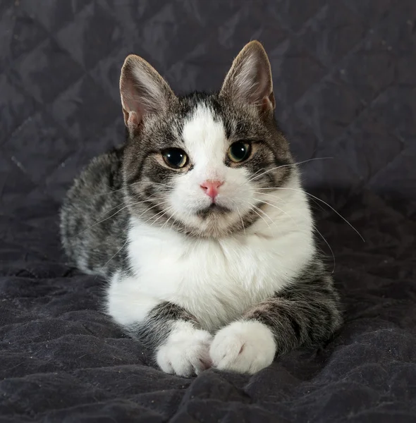 White and striped kitten lying on quilt — Stock Photo, Image