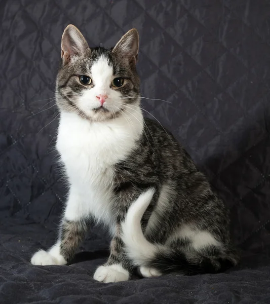 White and striped kitten sitting on quilt — Stock Photo, Image