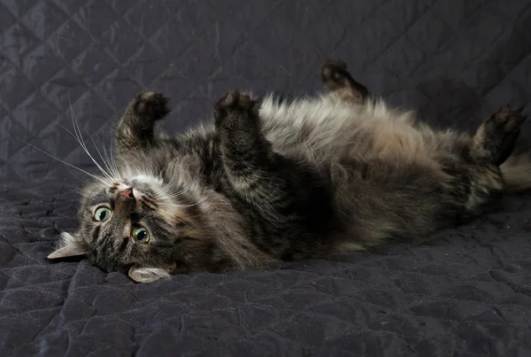 Puszysty syberyjski kot Mora leżącego na kołdrę — Zdjęcie stockowe