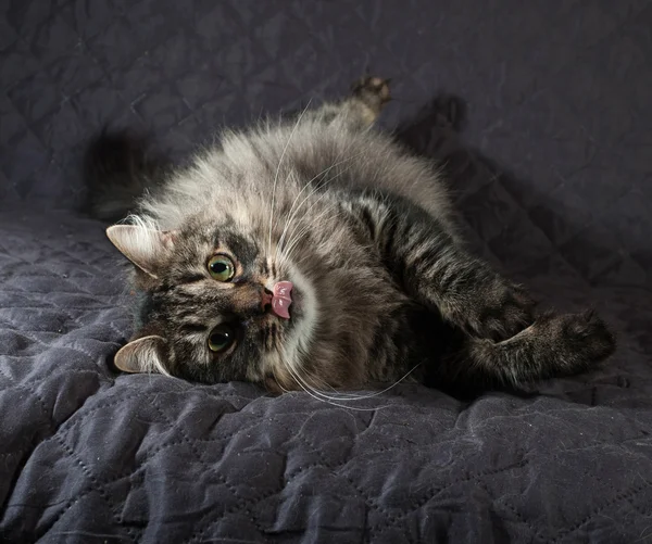 Flauschige sibirische gestromte Katze liegend und auf Decke geleckt — Stockfoto