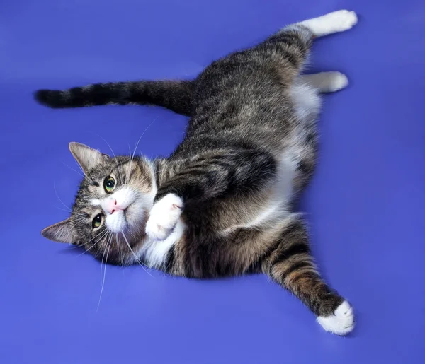 White and striped spotted cat plays on blue — Stock Photo, Image