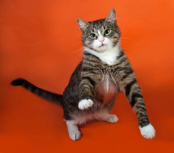 Vit och randig fläckig katt stående på orange — Stockfoto