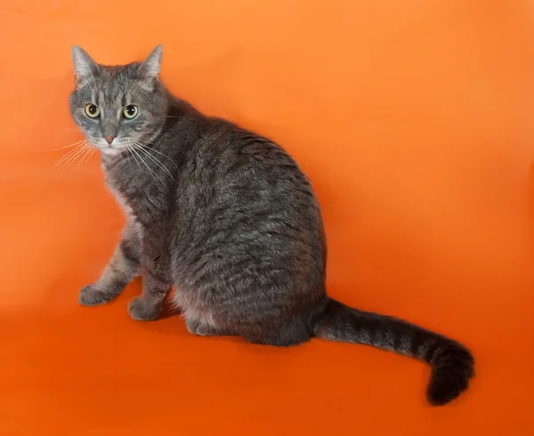 Gestreepte grijze kat, zittend op oranje — Stockfoto