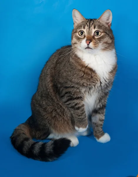 Tabby and white cat with sick eyes sitting on blue — Stock Photo, Image