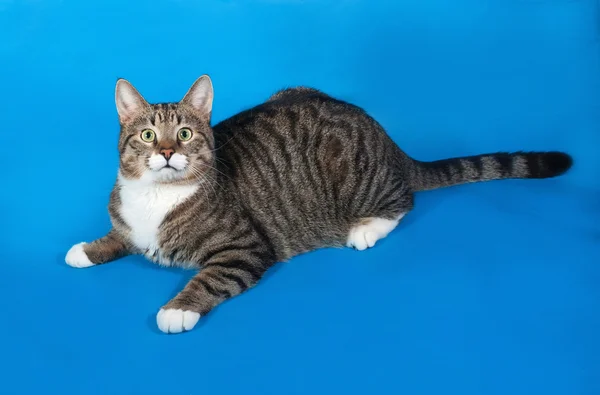 Tabby and white cat lying on blue — Stock Photo, Image