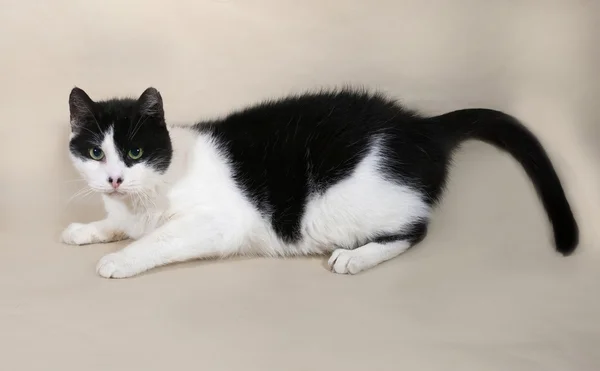 White and black cat lying on gray — Stock Photo, Image