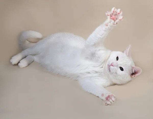 Beyaz şişman kedi gri üzerine yalan — Stok fotoğraf