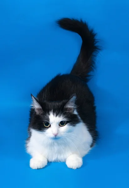 Thick fluffy black and white cat lying on blue — Stock Photo, Image