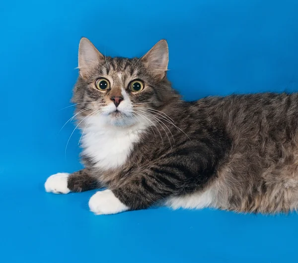 Fluffy tabby cat teenager lying on blue — Stock Photo, Image