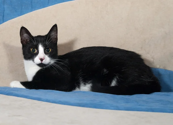 Gatinho preto e branco deitado no sofá — Fotografia de Stock