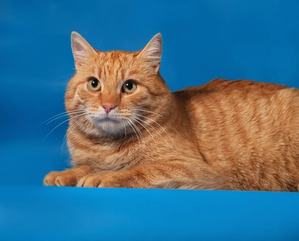 Ginger tabby gatto sdraiato sul blu — Foto Stock