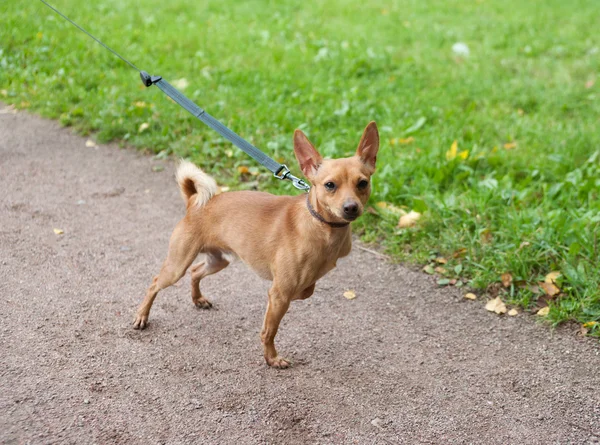 Pequeño perro rojo con correa en el camino del jardín —  Fotos de Stock