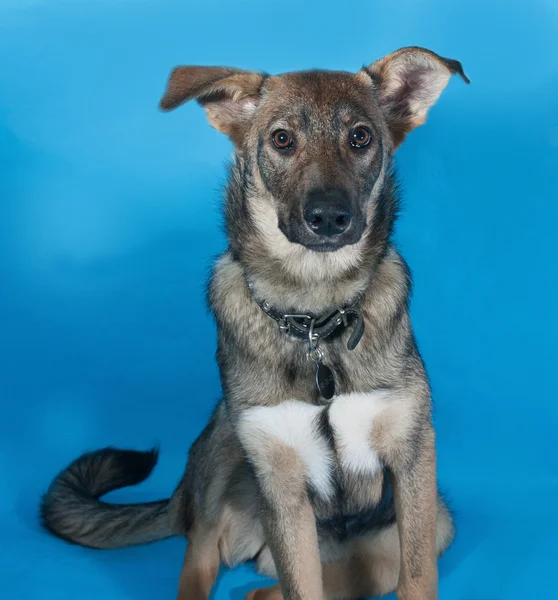 Grey dog collar sitting on blue — Stock Photo, Image