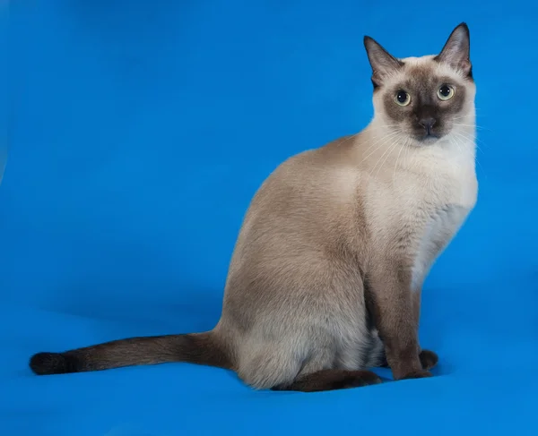 Thailändische Katze mit blauen Augen sitzt auf blau — Stockfoto