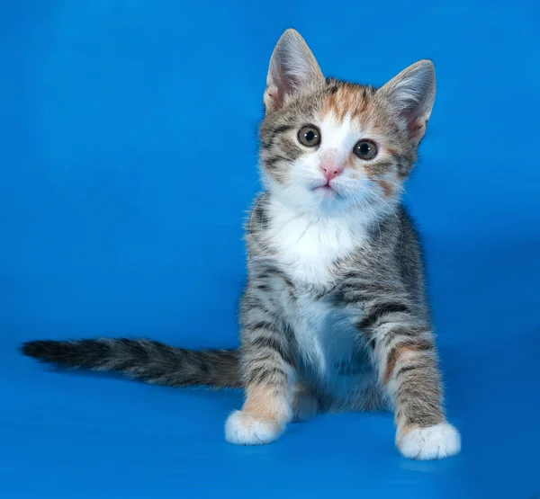 Tricolor striped kitten sitting on blue — Stock Photo, Image