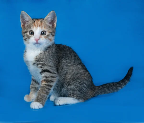 Tricolor rayas gatito sentado en azul —  Fotos de Stock