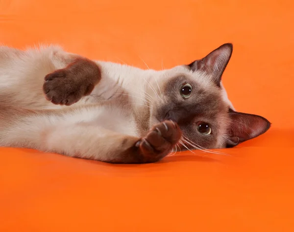 Chat thaï aux yeux bleus couché sur orange — Photo