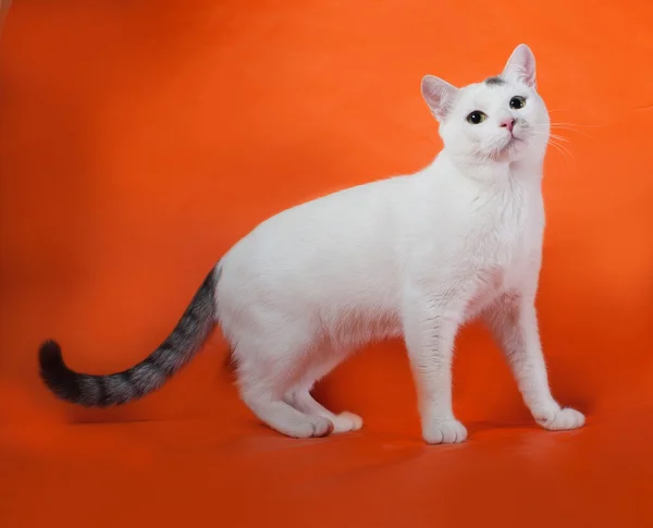 White cat with gray spots standing on orange — Stock Photo, Image