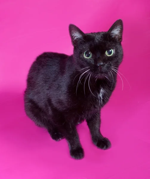 Schwarze Katze mit grünen Augen sitzt auf rosa — Stockfoto