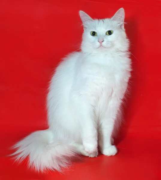 White cat sitting on red — Stock Photo, Image