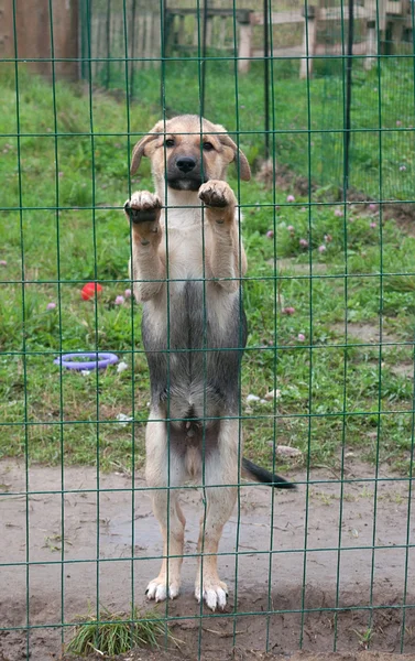 Little yellow puppy standing for lattice fence — Stock Photo, Image