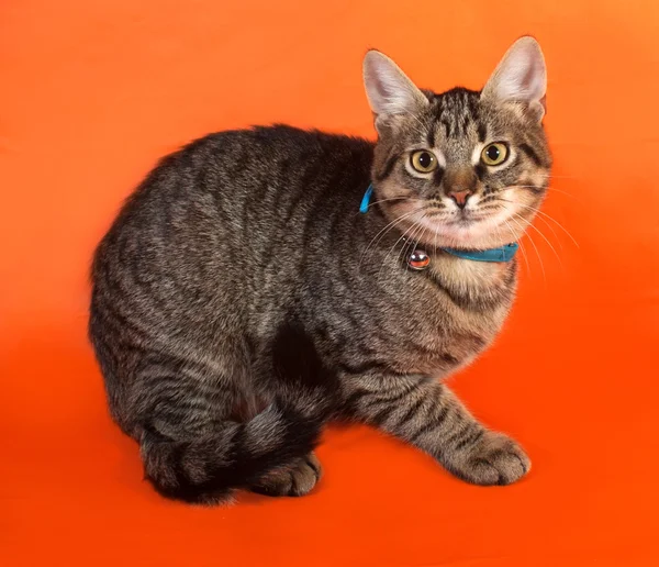 Tabby kitten with yellow eyes in blue collar lying on orange — Stock Photo, Image