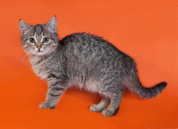 Kleines gestreiftes Kätzchen steht auf orange — Stockfoto