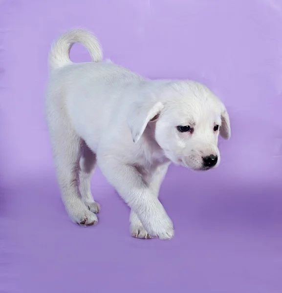 Cachorrinho branco vai em lilás — Fotografia de Stock