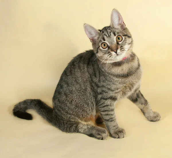 Chaton Tabby avec les yeux jaunes assis sur jaune — Photo