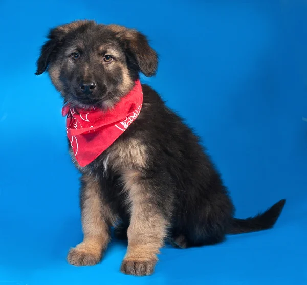 Black and red shaggy puppy in red bandane sitting on blue — Stock Photo, Image