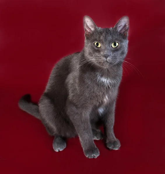 Русский синий кот сидит на бордовом — стоковое фото